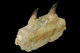 Mosasaur Jaw Section with Two Teeth - Morocco #165993-4